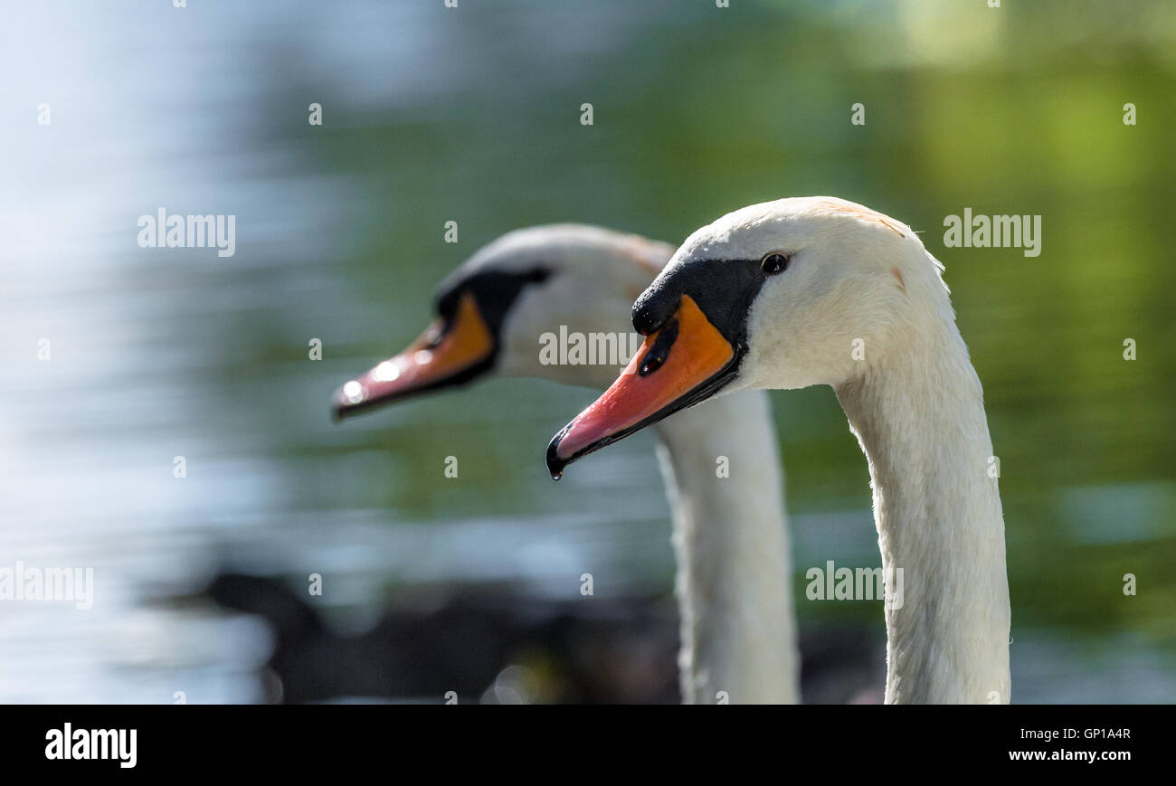 Male (cob) and female (pen) Mute swans Stock Photo