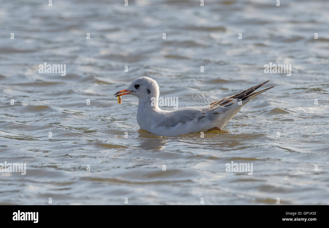 Black headed gull with a small fish in its bill. Stock Photo