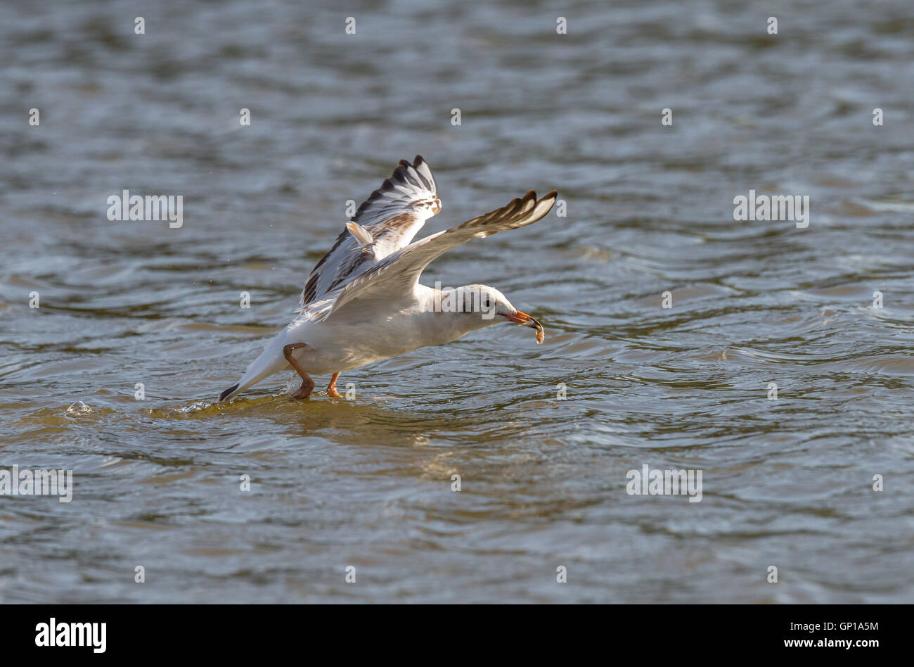 Black headed gull with a small fish in its bill. Stock Photo