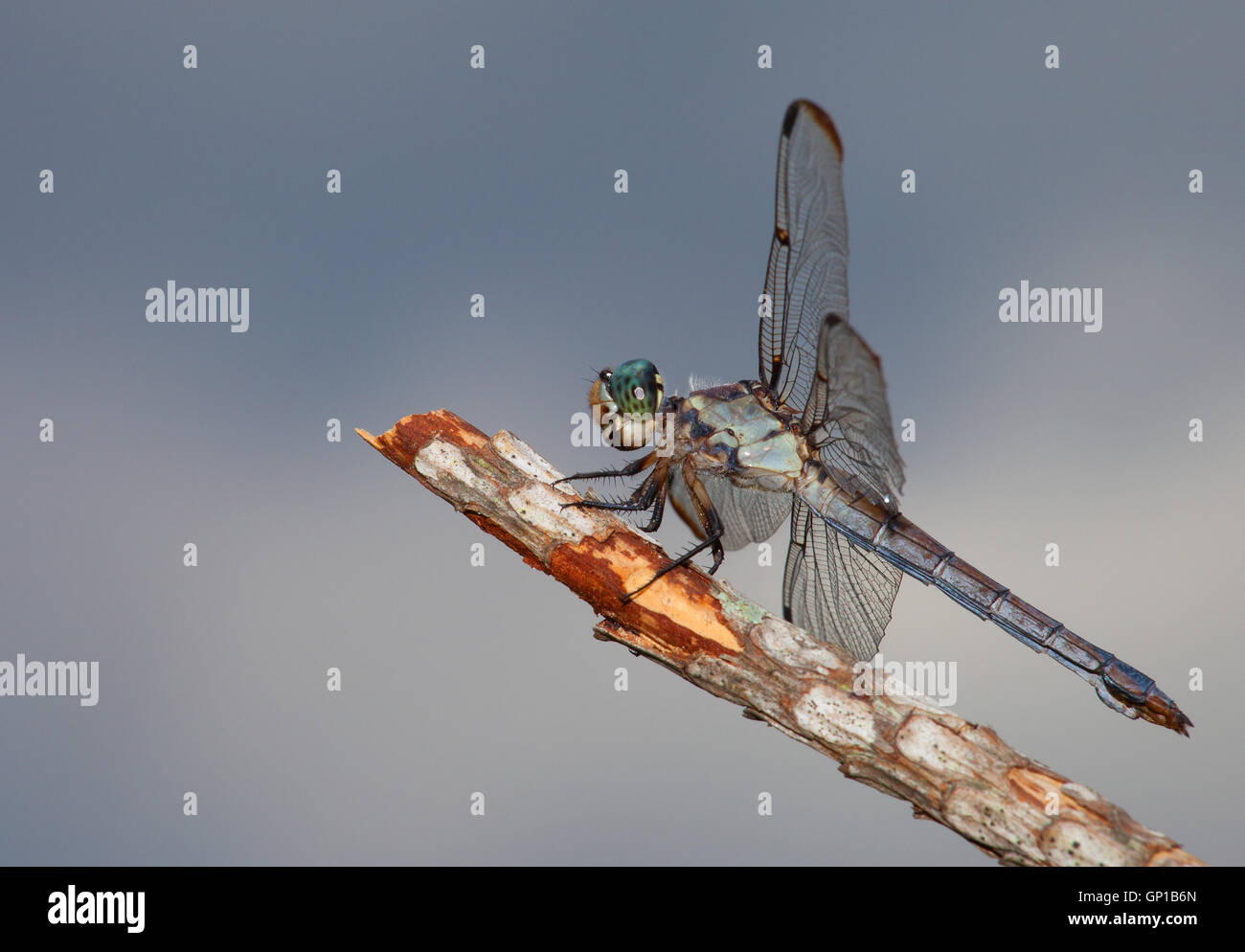 Blue and green dragonfly at the end of a dead stick Stock Photo