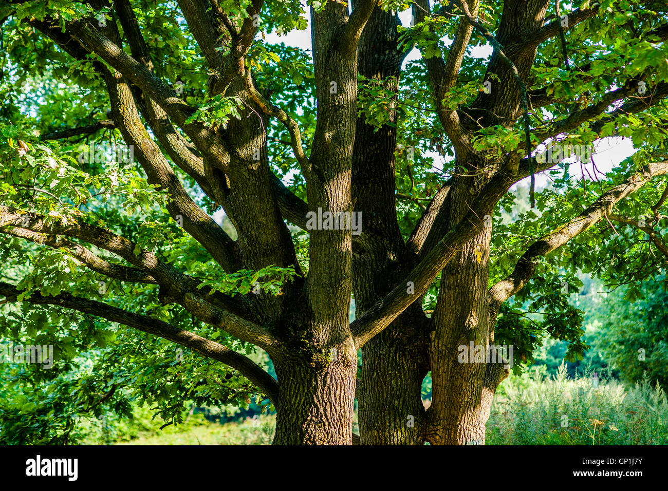 Group of oak trees with entangled branches and green leaves in summer