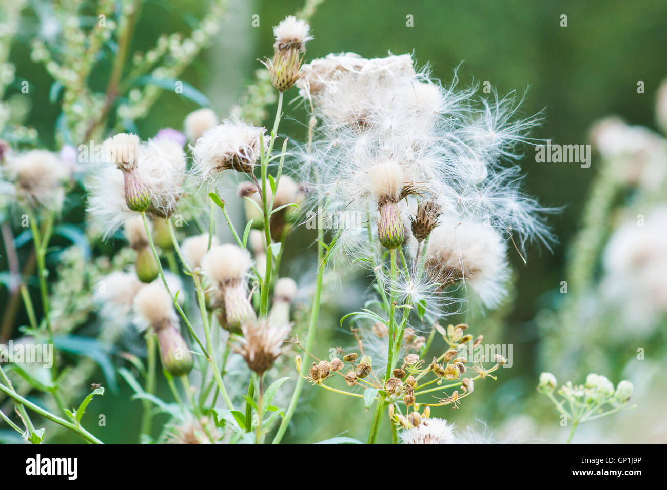 Thistle weeds. Closeup view of a forest weeds and vegetation. Time to throw seeds. Stock Photo