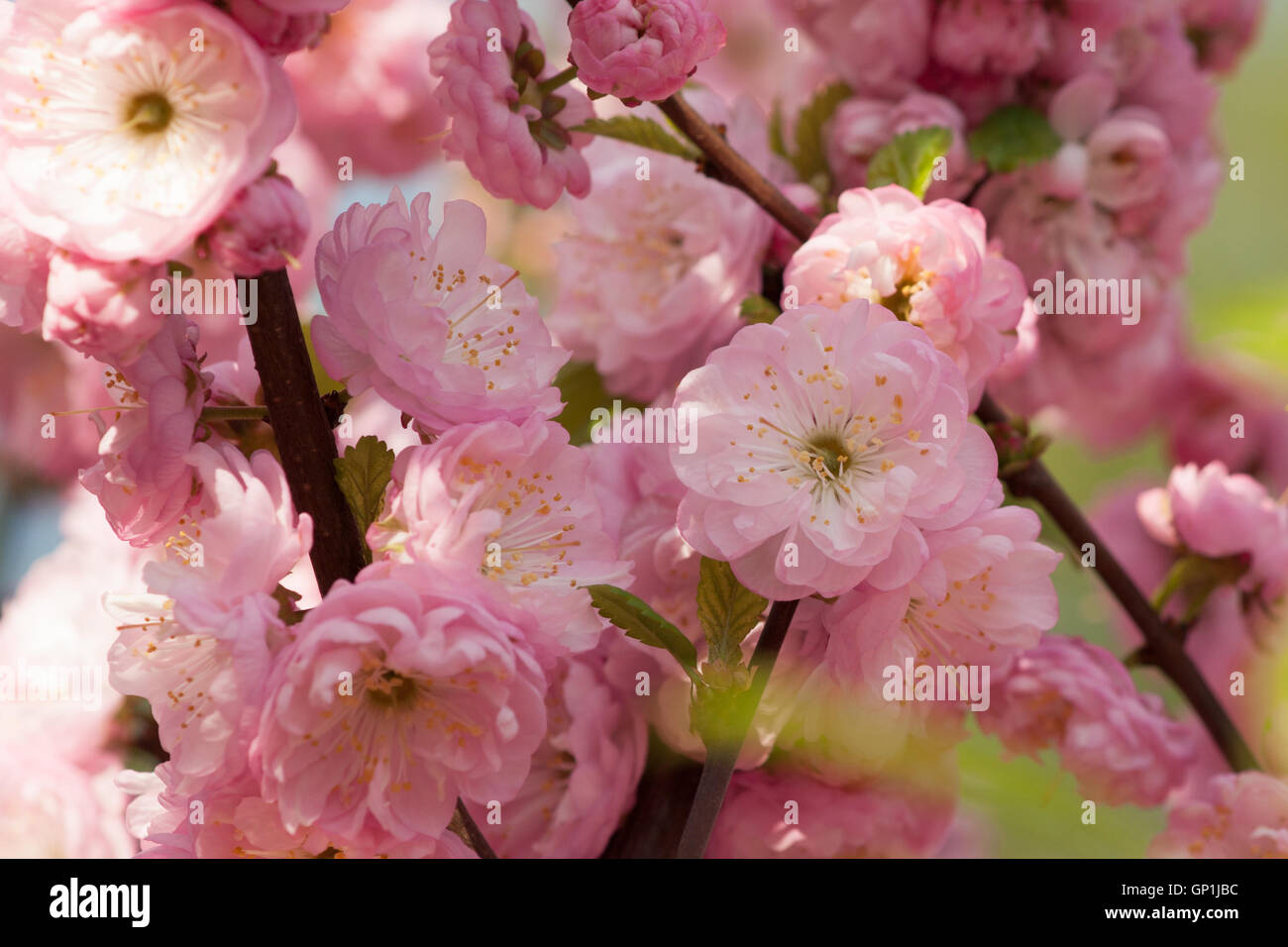 Blossoms of flowering plum shrubs also known as flowering almond. Pink festive flowers Stock Photo
