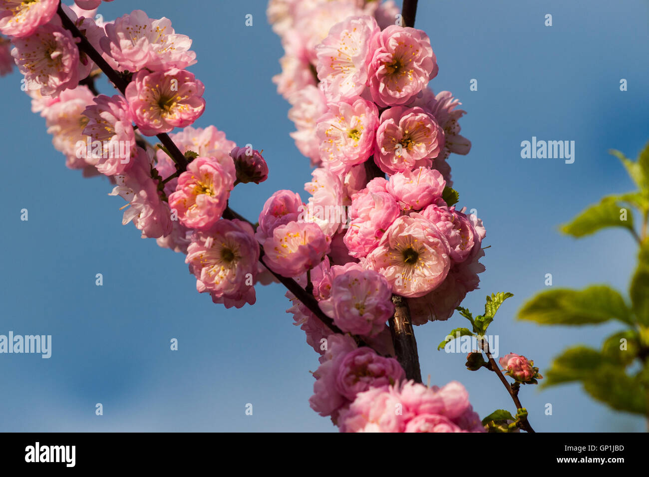 Prunus triloba or flowering plum flowers against the background of blue sky. Spring theme. Stock Photo