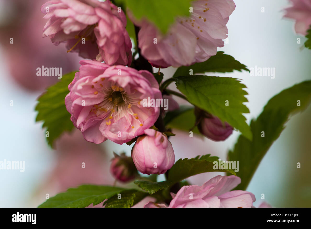 Flowering plum or prunus triloba flowers of pink color. Green leaves and pale background. Spring theme. Stock Photo