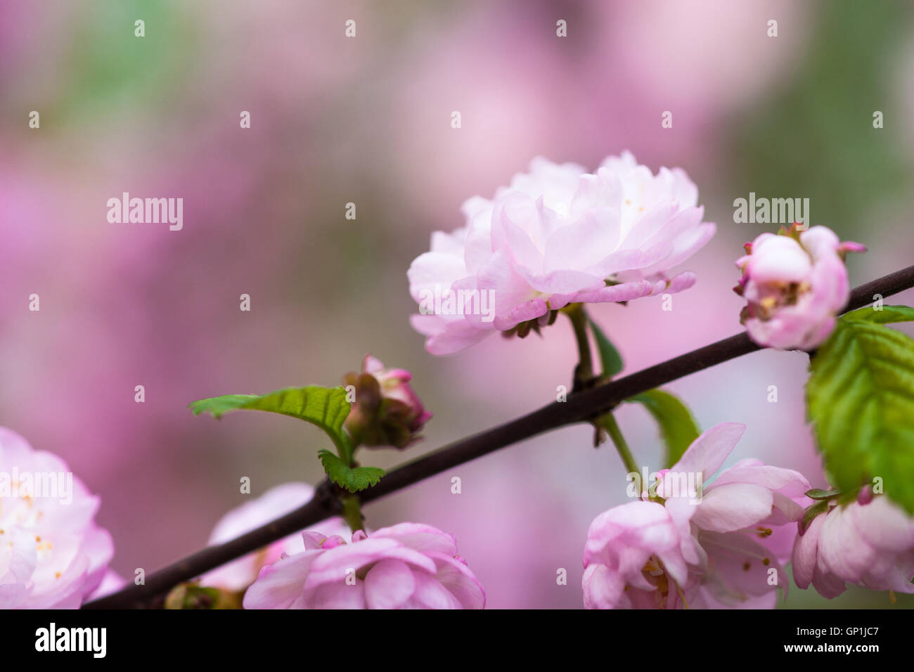 Soft pink flowers of flowering plum or prunus triloba tree against pink and green background. Spring theme. Stock Photo