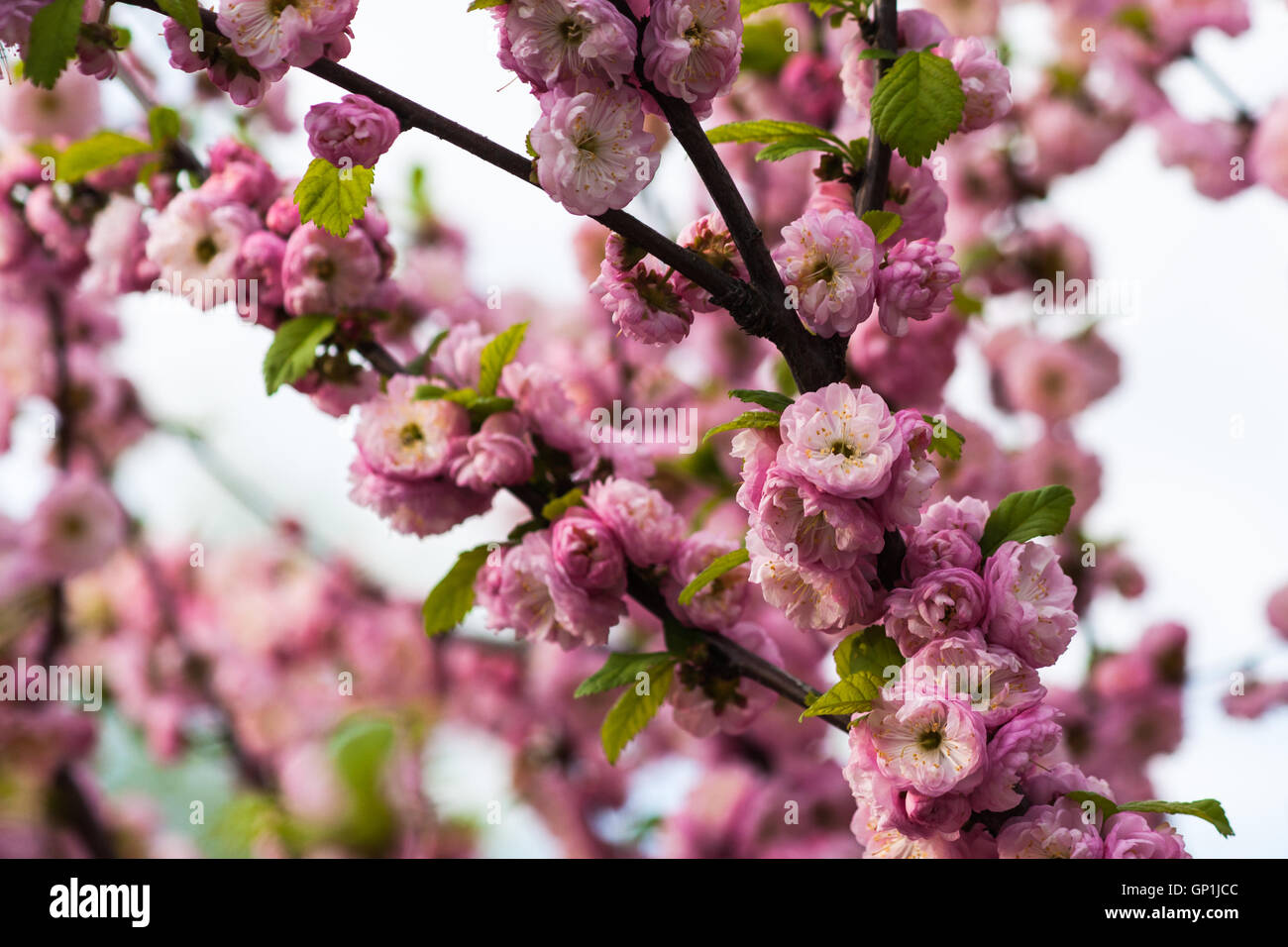 Flowering almond tree also known as prunus triloba in full bloom. Pink flowers, pale background, spring theme. Stock Photo