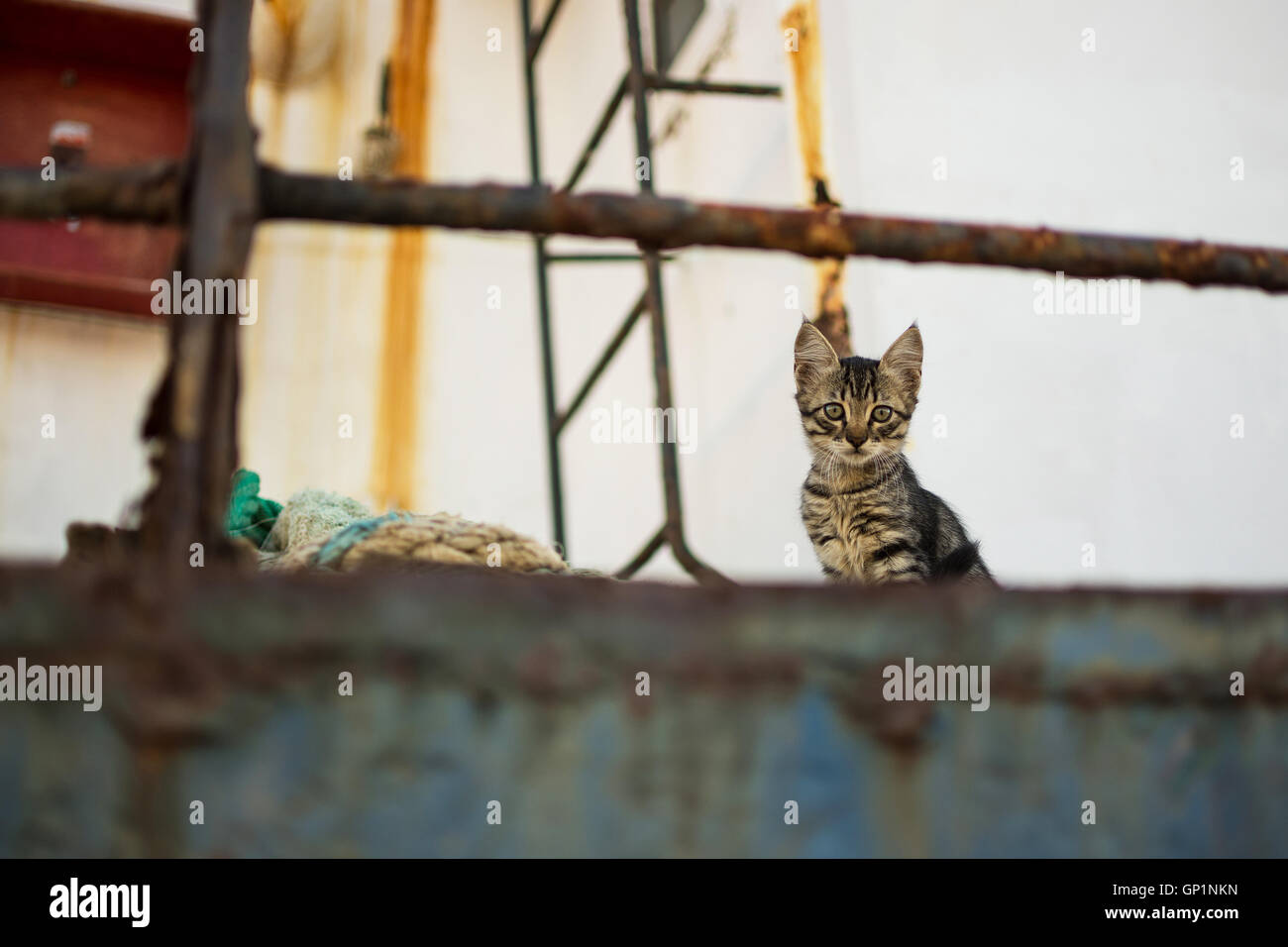 Cat on Abandoned Old Rusty Ship. Cute Cat on Worn Navy Ropes Stock Photo -  Alamy