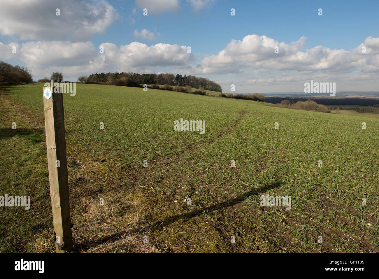 Footpath sign and path cut through stages of a winter wheat field on the North Wessex Downs in February Stock Photo