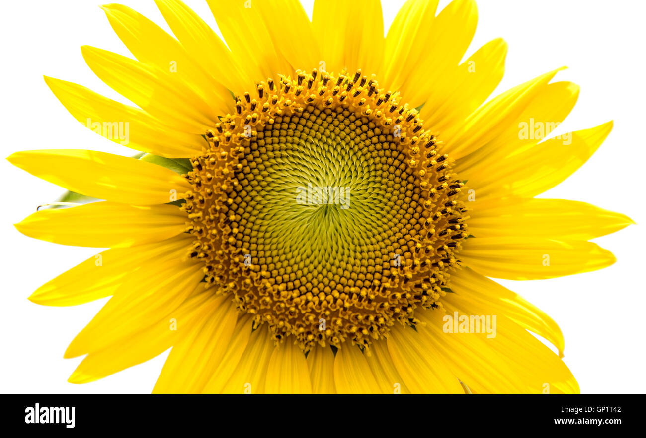 Sunflower isolated on white background Stock Photo - Alamy