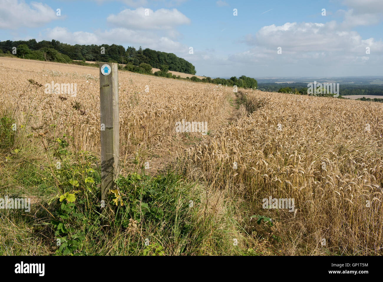 Footpath sign and path cut through stages of a ripe winter wheat field on the North Wessex Downs in August Stock Photo