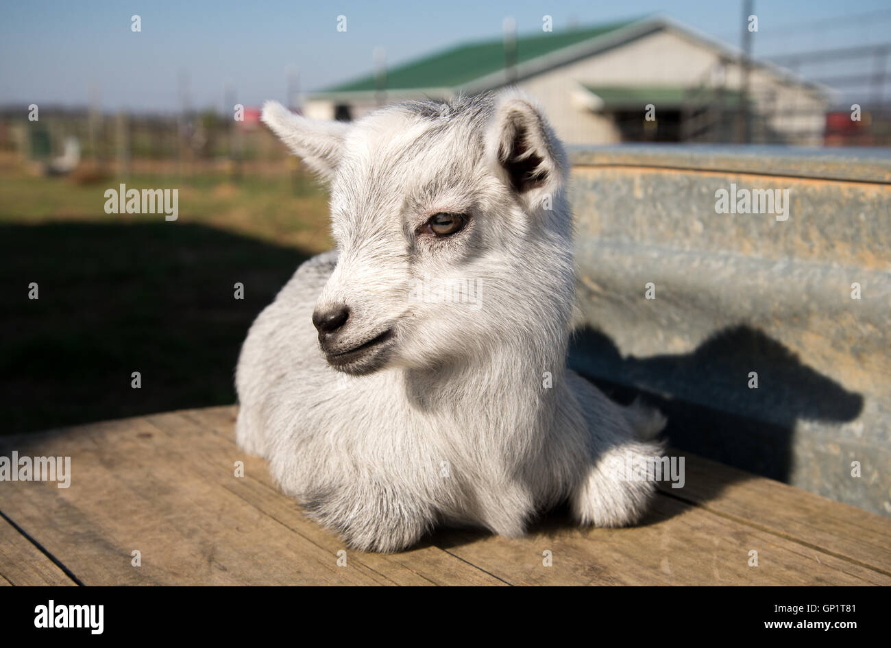 Newborn pygmy goats like to play and rest. Stock Photo