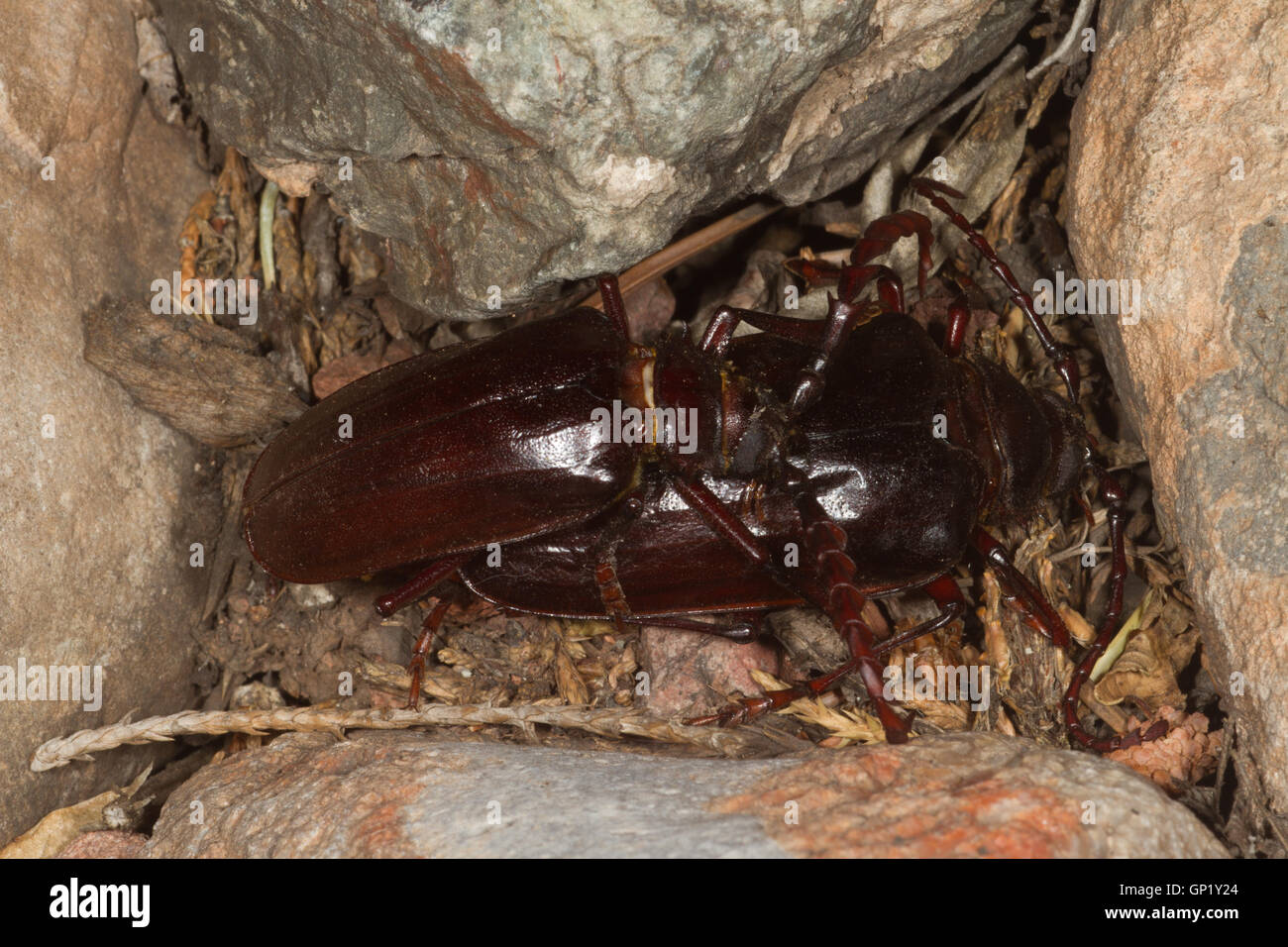 Palo Verde Beetle Arizona Usa Stock Photo Alamy