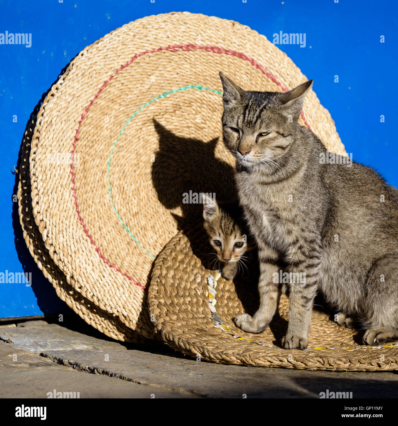 Cat on mat hi-res stock photography and images - Alamy