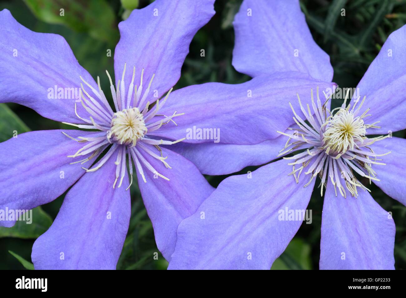Purple flower with white centre hi-res stock photography and images - Alamy
