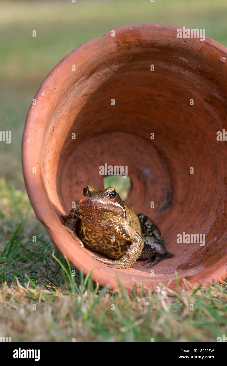 Rana Temporaria. Common garden frog coming out of a terracotta flowerpot Stock Photo Alamy