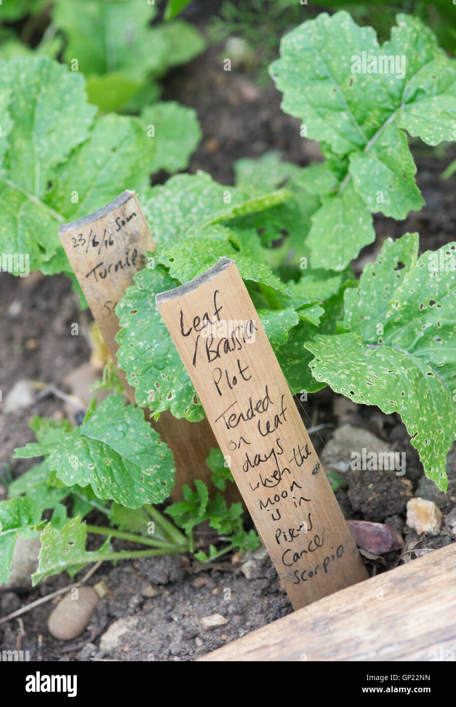 Leaf Brassica plot, Lunar gardening sign at Ryton Organic gardens, Warwickshire, England Stock Photo
