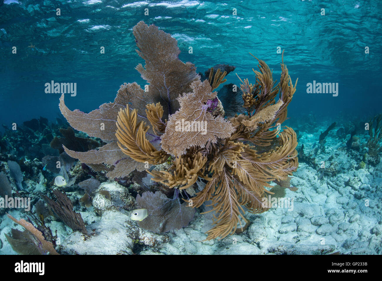 Sea Plumes - Antillogorgia spp. - Gorgonians - - Caribbean Reefs