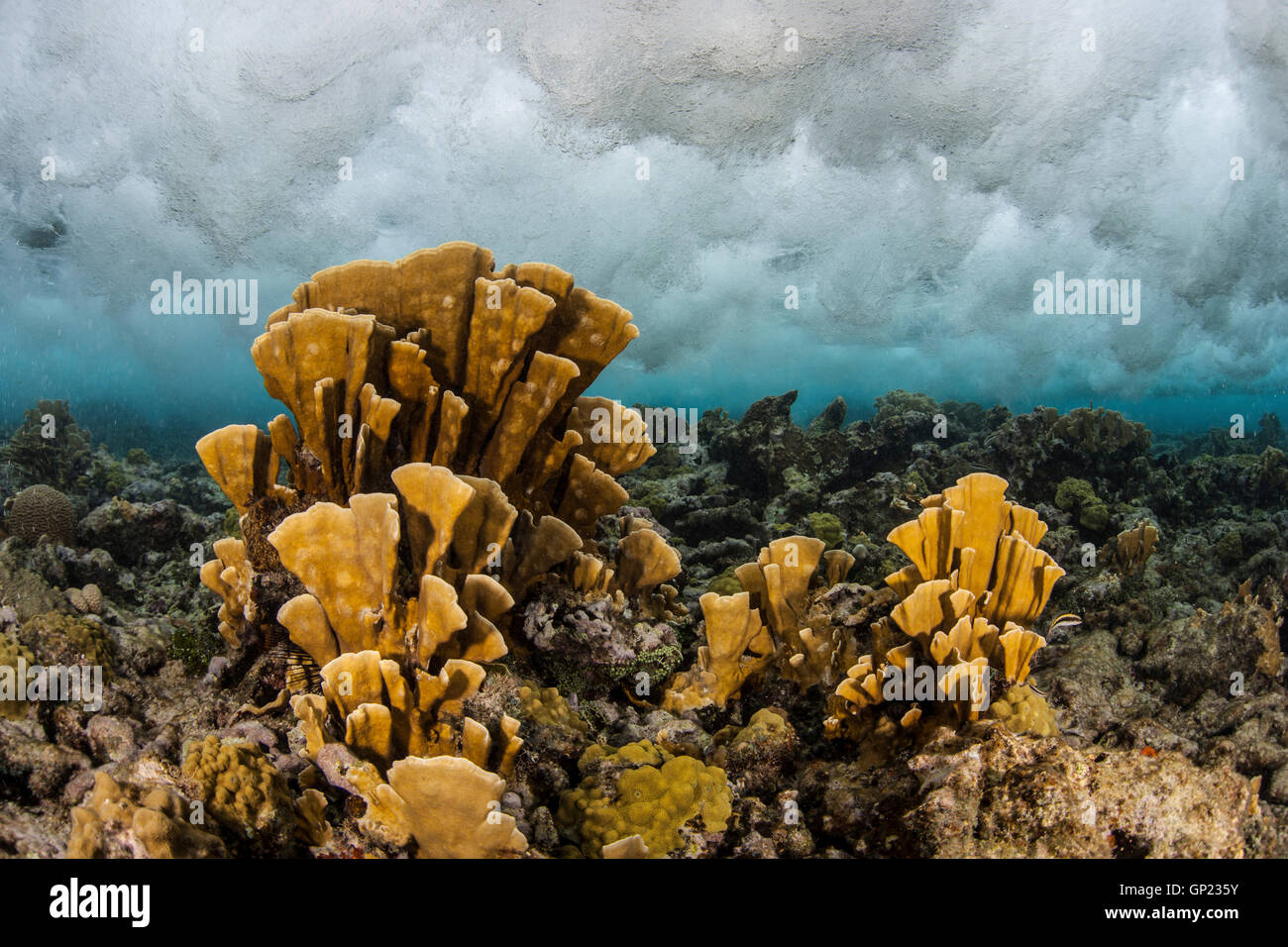Fire Corals, Millepora complanata, Turneffe Atoll, Caribbean, Belize Stock Photo
