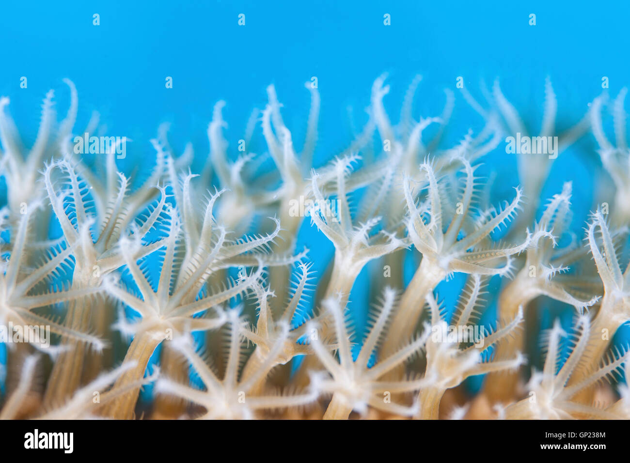 Polyps of Sea Rod, Plexaurella sp., Turneffe Atoll, Caribbean, Belize Stock Photo