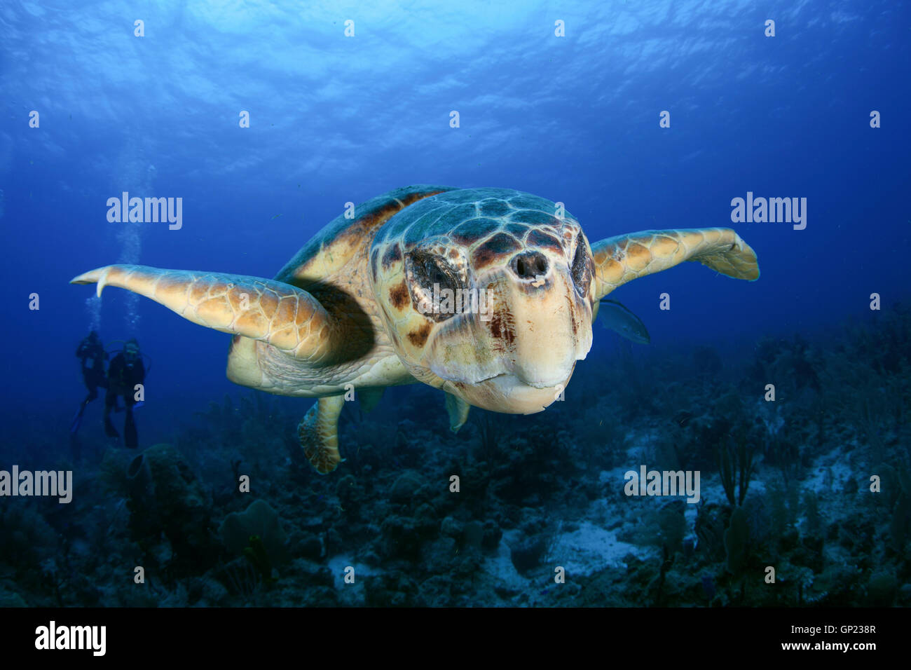 Loggerhead Sea Turtle, Caretta caretta, Turneffe Atoll, Caribbean, Belize Stock Photo