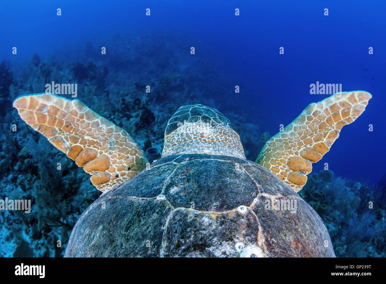 Loggerhead Sea Turtle, Caretta caretta, Turneffe Atoll, Caribbean, Belize Stock Photo