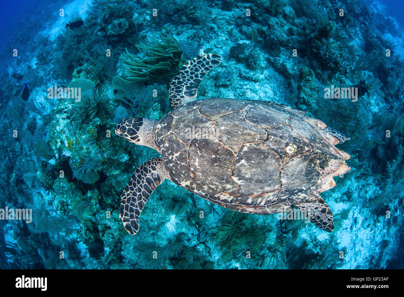 Hawksbill Sea Turle, Eretmochelys imbricata, Turneffe Atoll, Caribbean, Belize Stock Photo