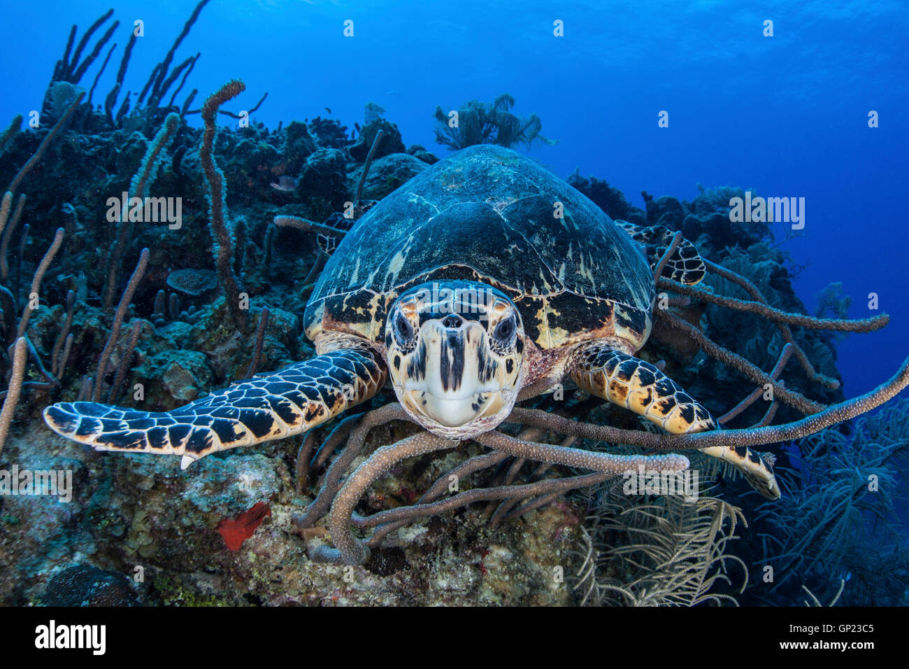 Hawksbill Sea Turle, Eretmochelys imbricata, Turneffe Atoll, Caribbean, Belize Stock Photo
