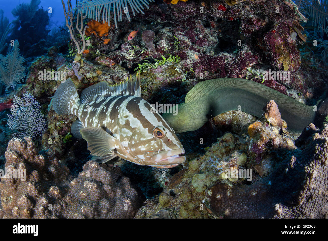 Nassau Grouper and Green Moray Eel, Epinephelus striatus, Turneffe