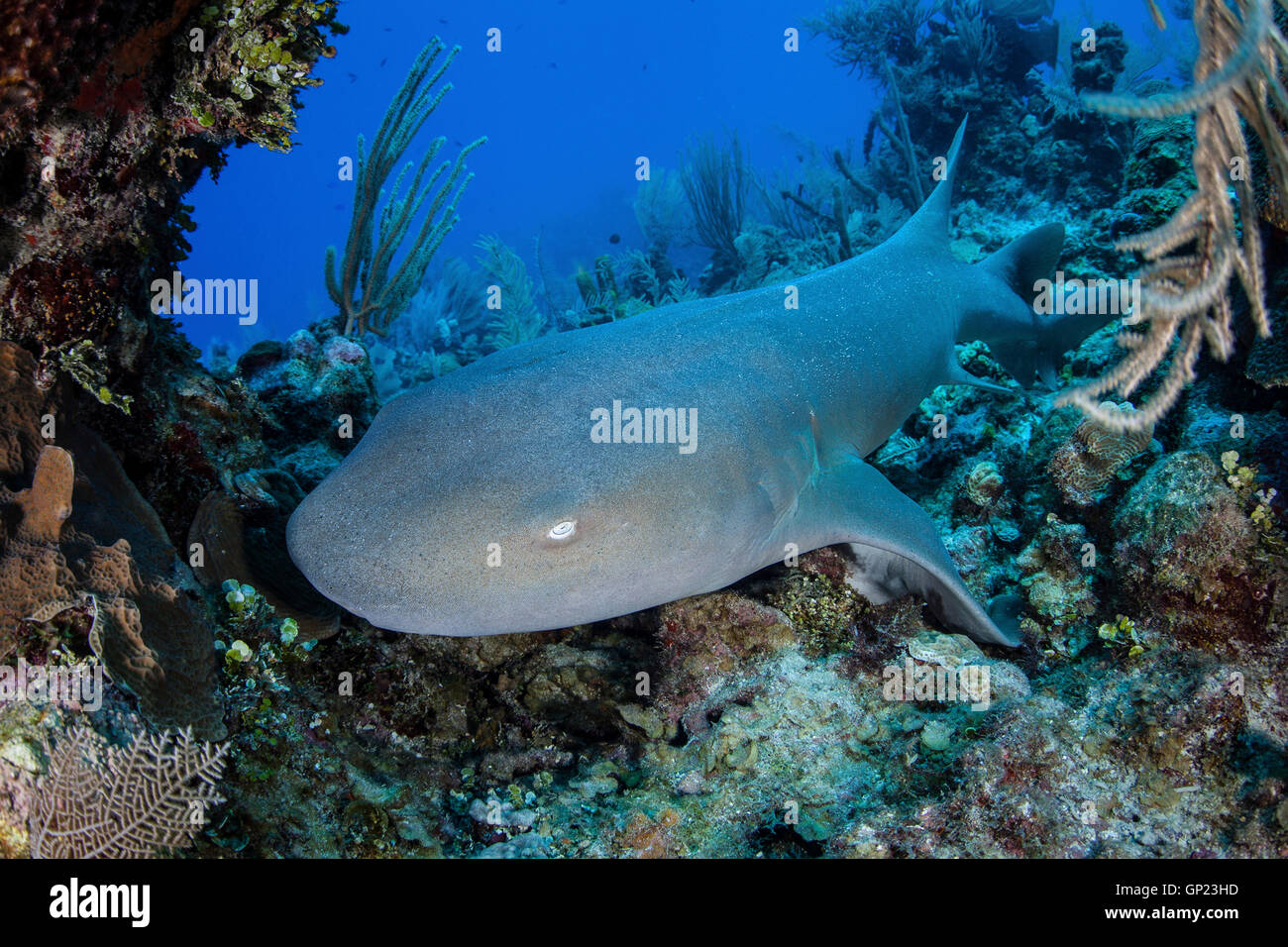 Nurse Shark, Ginglymostoma cirratum, Turneffe Atoll, Caribbean, Belize Stock Photo