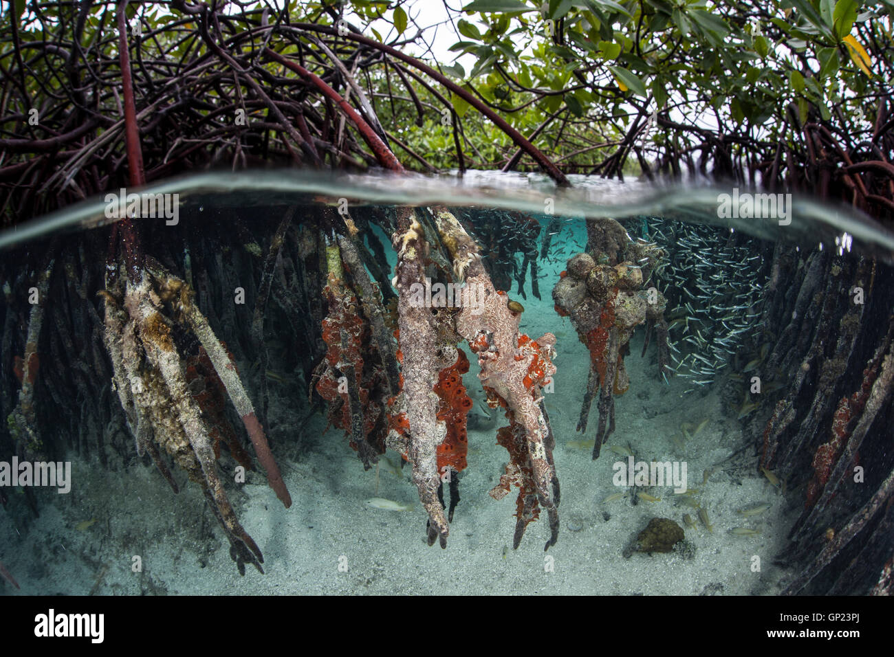 Ecosystem Mangroves, Rhizophora, Turneffe Atoll, Caribbean, Belize Stock Photo
