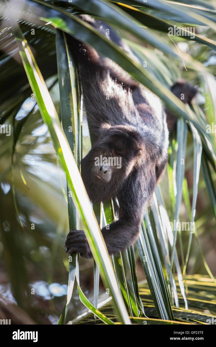 Black Howler Monkey, Alouatta pigra, Caribbean, Belize Stock Photo