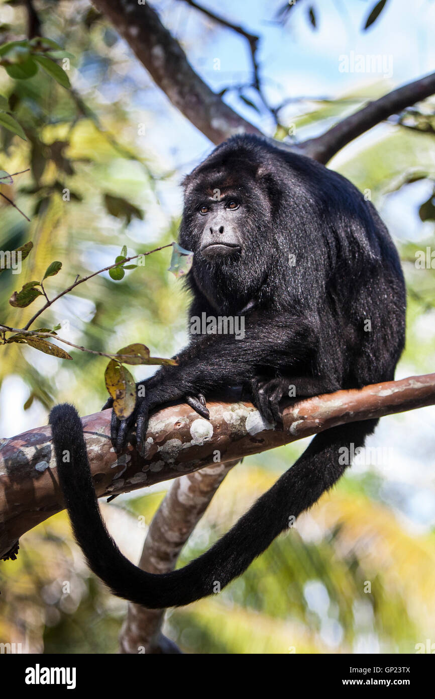 Black Howler Monkey, Alouatta pigra, Caribbean, Belize Stock Photo