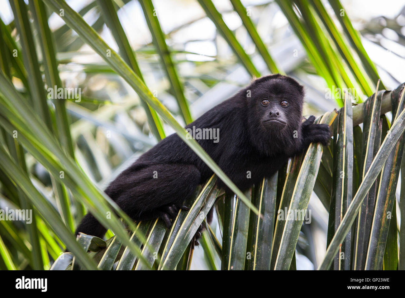 Black Howler Monkey, Alouatta pigra, Caribbean, Belize Stock Photo
