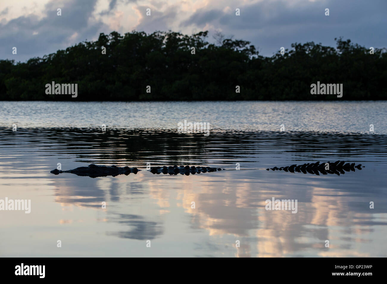 American Crocodile, Crocodylus acutus, Turneffe Atoll, Caribbean, Belize Stock Photo