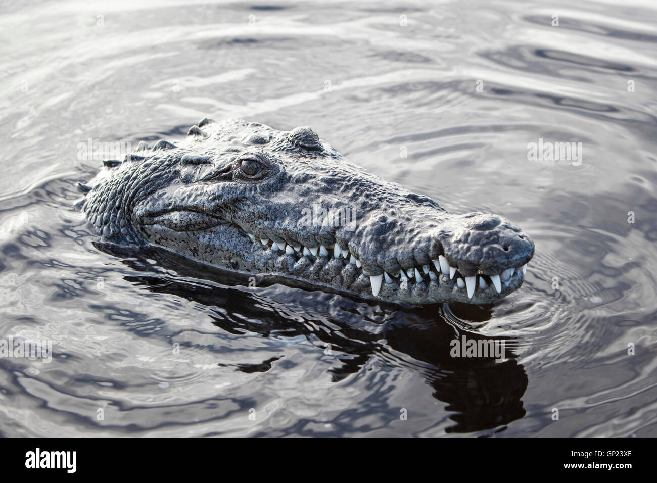 Head of American Crocodile, Crocodylus acutus, Turneffe Atoll, Caribbean, Belize Stock Photo