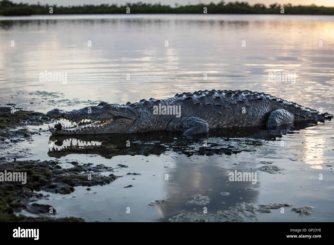 American Crocodile, Crocodylus acutus, Turneffe Atoll, Caribbean, Belize Stock Photo