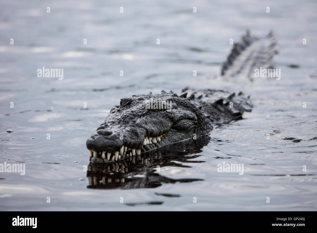 American Crocodile, Crocodylus acutus, Turneffe Atoll, Caribbean, Belize Stock Photo