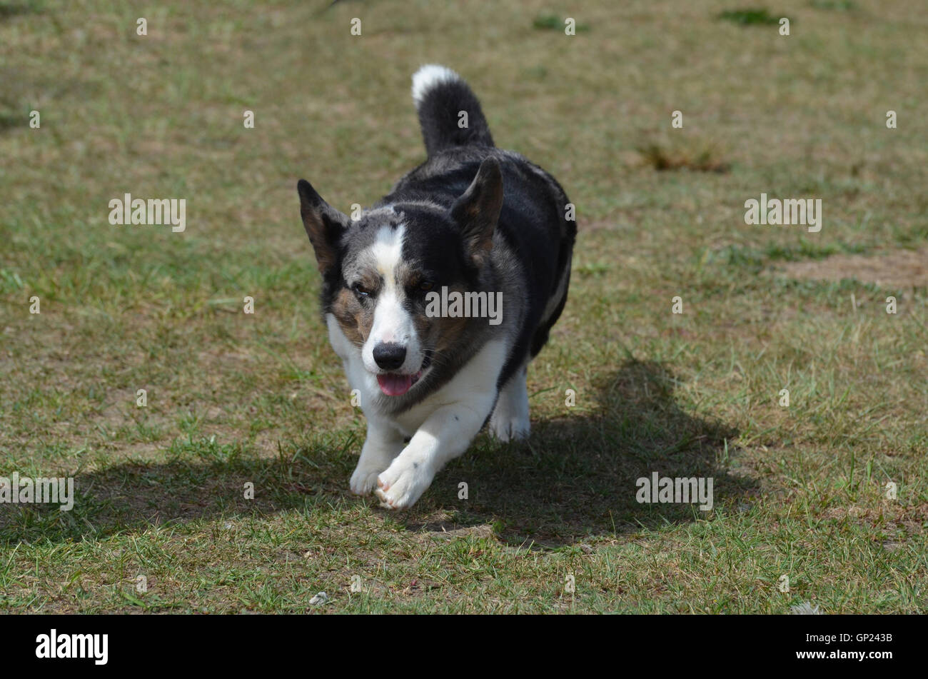 Herding cardigan welsh corgi hi-res stock photography and images - Alamy