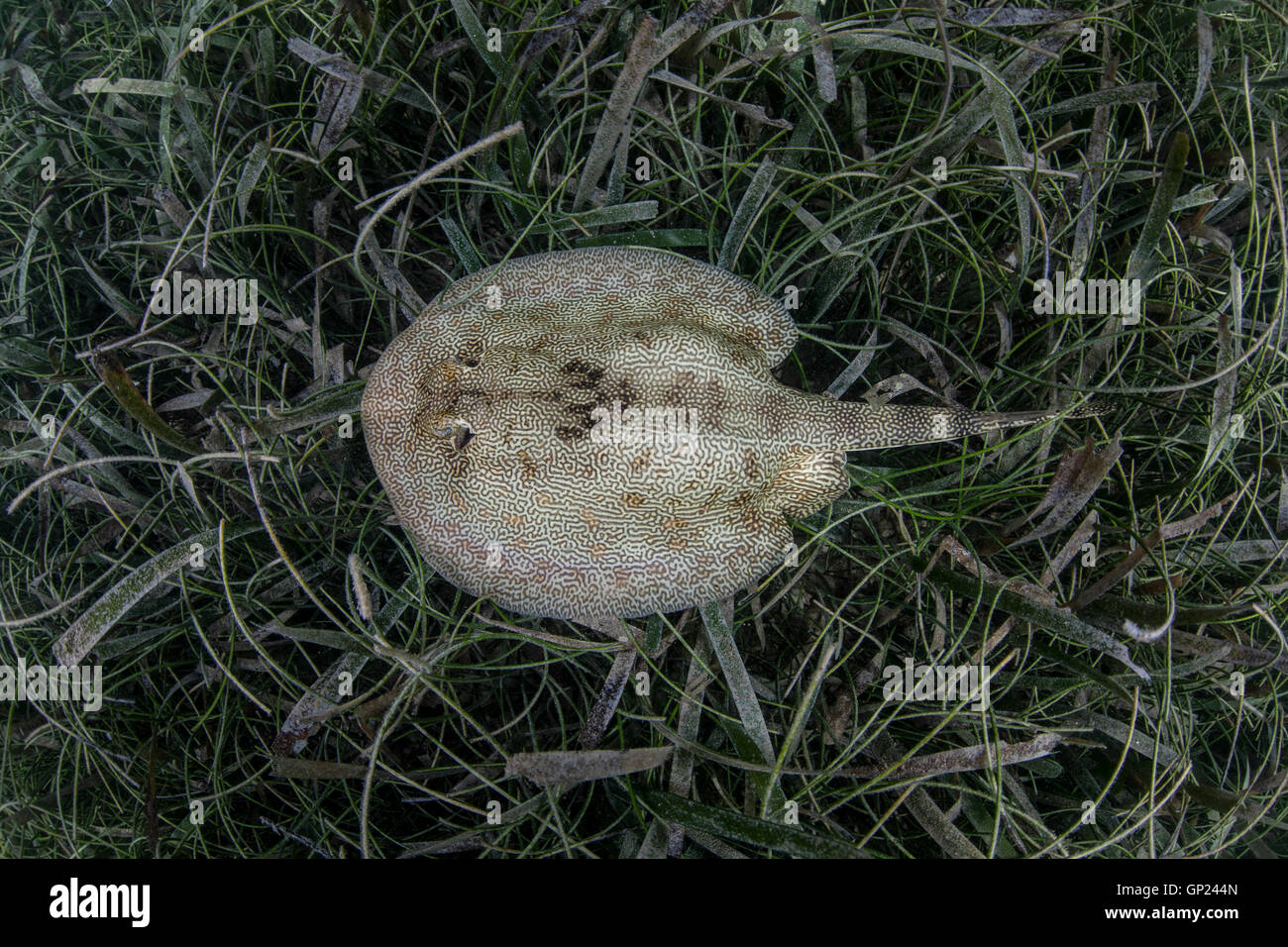 Yellow Stingray, Urobatis jamaicensis, Turneffe Atoll, Caribbean