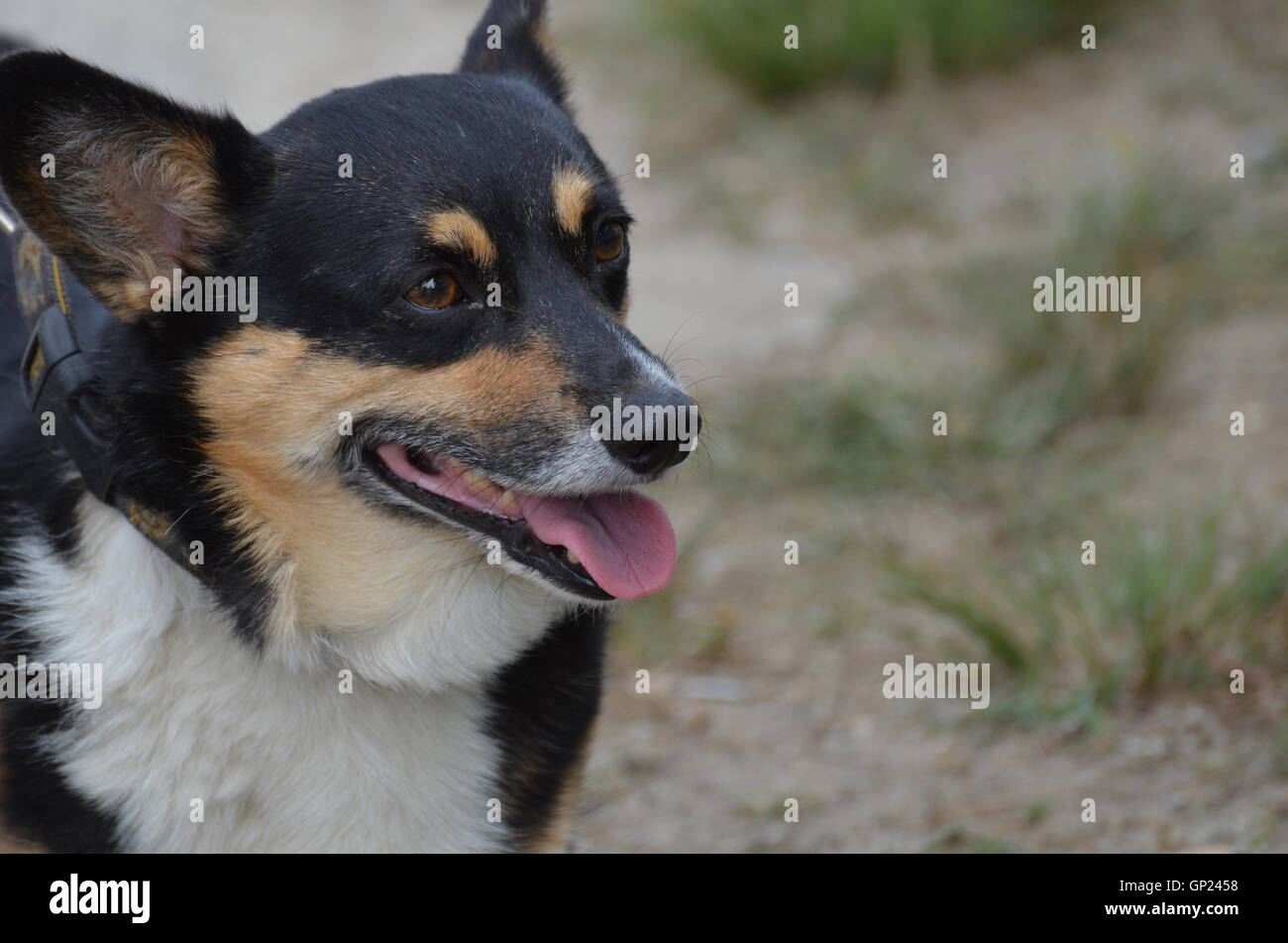 Adorable Black And Tan Welsh Corgi Dog Stock Photo Alamy Adorable Black And Tan Welsh Corgi Dog Stock Photo Alamy