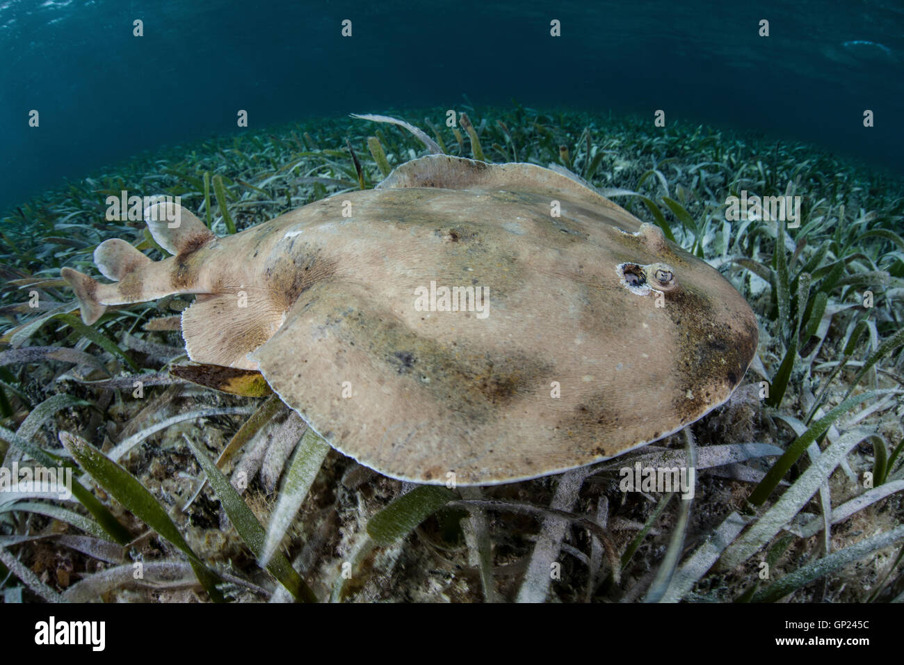 Lesser Electric Ray, Narcine bancroftii, Turneffe Atoll, Caribbean, Belize Stock Photo