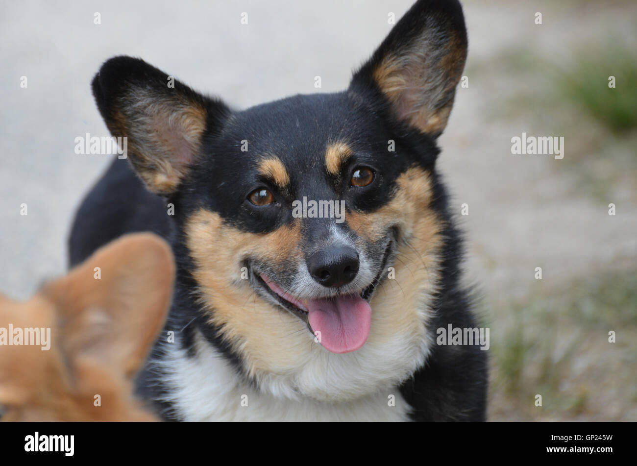 Fluffy Black And Tan Welsh Corgi Dog Face Stock Photo Alamy
