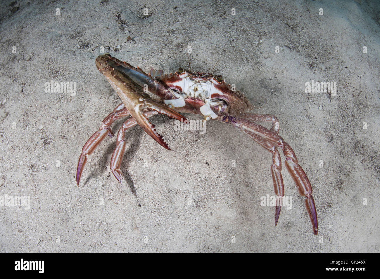 Hairy Clinging Crab, Mithrax spinosissimus, Turneffe Atoll, Caribbean, Belize Stock Photo