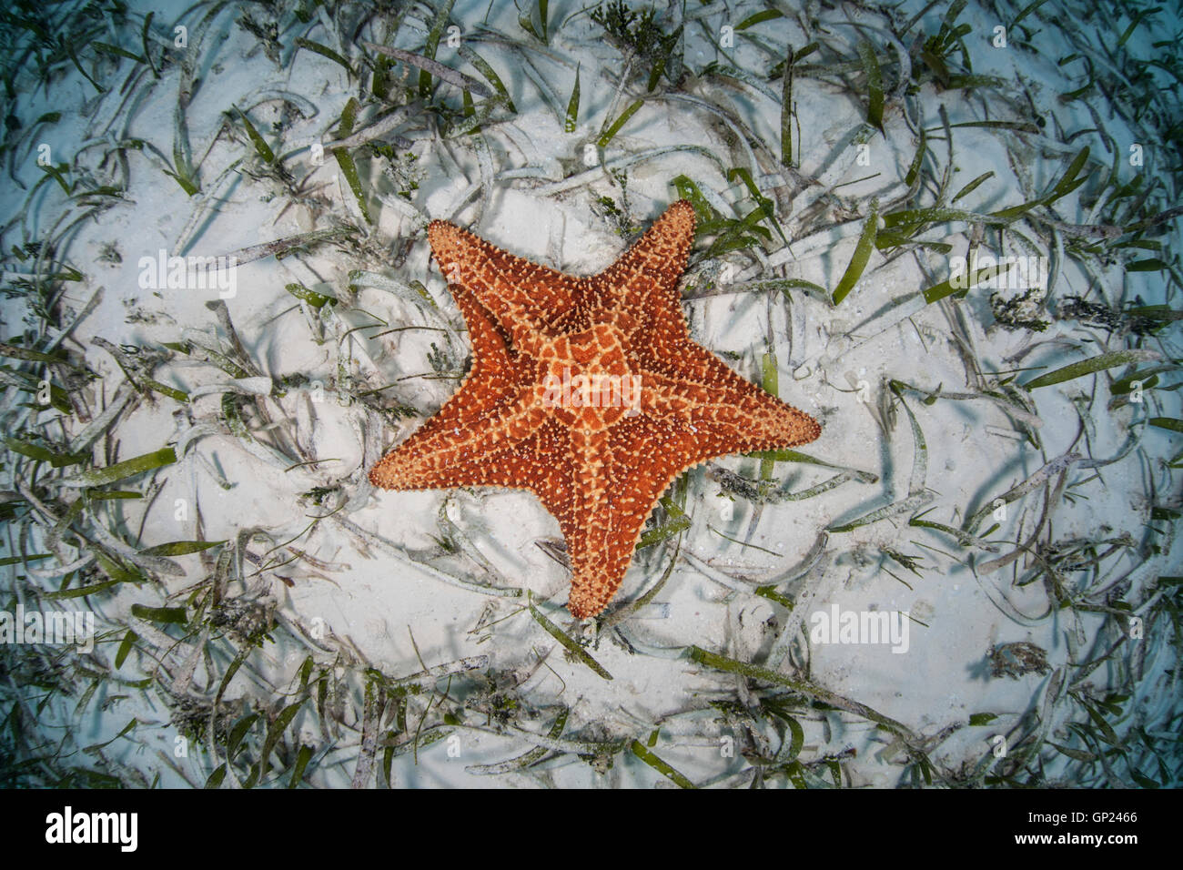 Red Cushion Starfish, Oreaster reticulatus, Turneffe Atoll, Caribbean, Belize Stock Photo