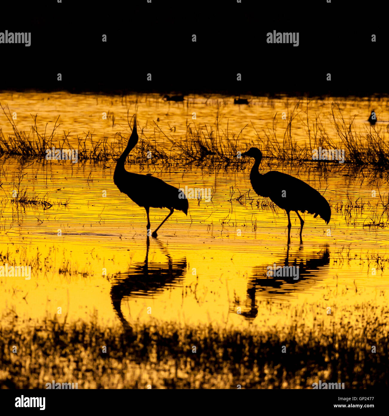 Sandhill Crane silhouette Stock Photo - Alamy