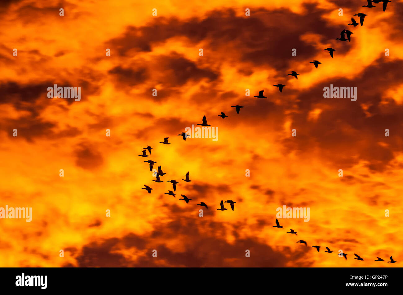 Snow Geese (Chen caerulescens) fly across fiery sunrise sky Stock Photo