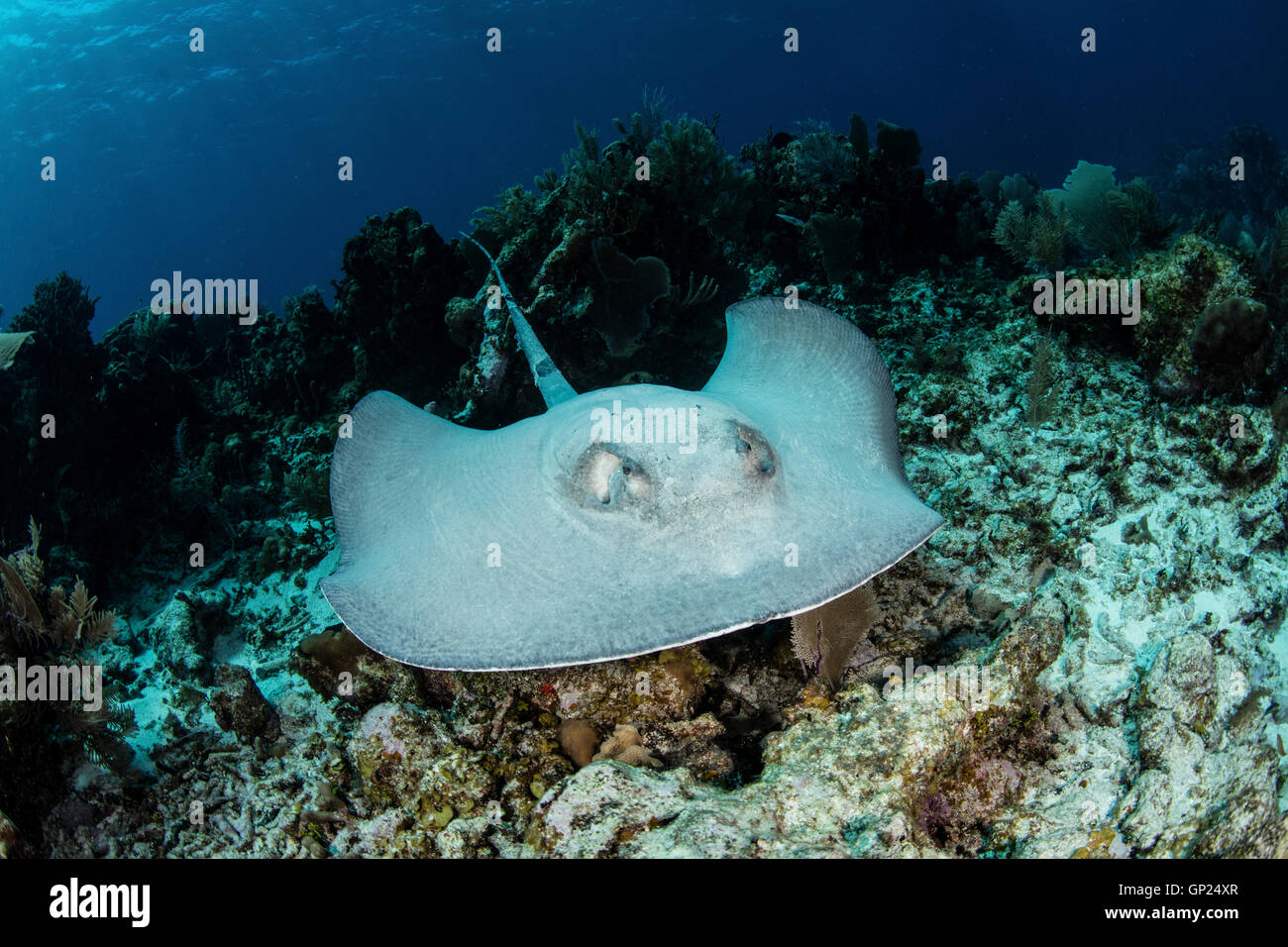 Roughtail Stingray, Dasyatis centroura, Turneffe Atoll, Caribbean, Belize Stock Photo