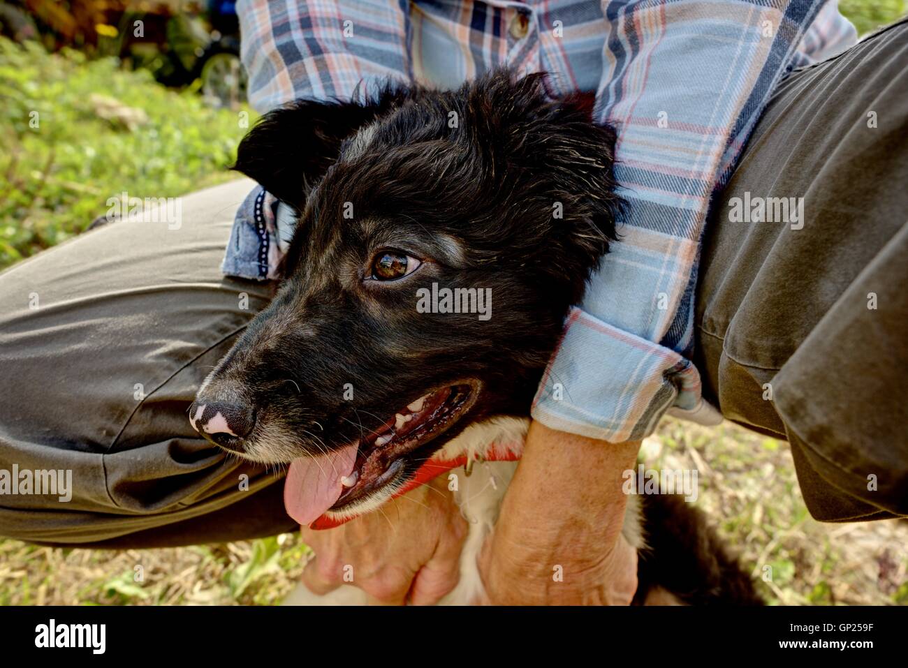 A sharply rendered portrait of a Border Collie puppy held still for the photograph, six weeks old and full of vigor and life. Stock Photo