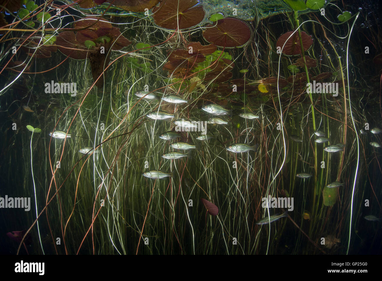 Lily Pond, Nymphaea, Massachusetts, Cape Cod, USA Stock Photo Alamy